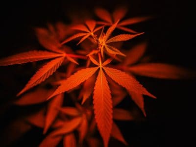 Warshadaha 7 Helitaanka Cannabis Cannabis