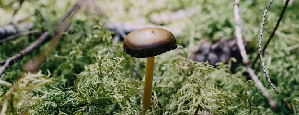 Eerst De Wiet, Nu De Magic Mushrooms? De Decriminalisering Van De Paddo’s Verspreidt Zich.