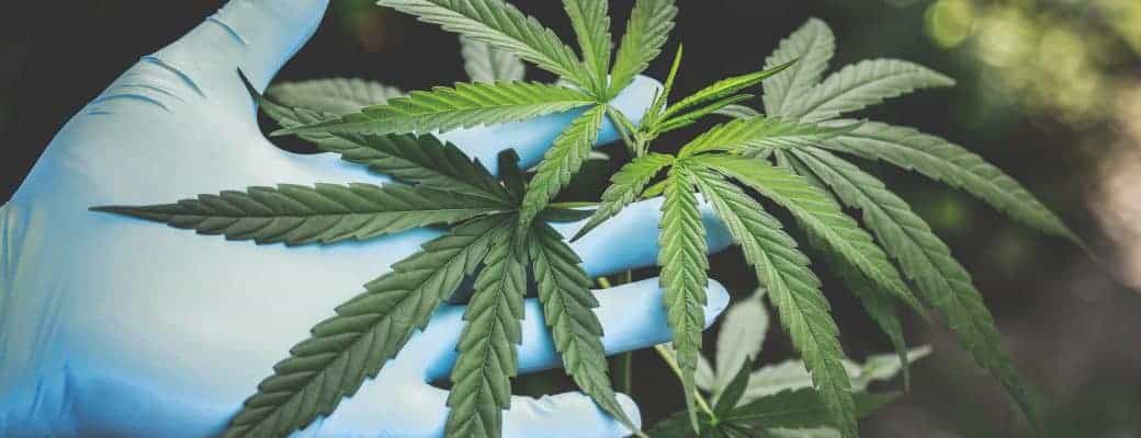 Het CMC In Het Verenigd  Koninkrijk Dringt Bij De Regering Aan Op Herziening Beleid Medische Cannabis