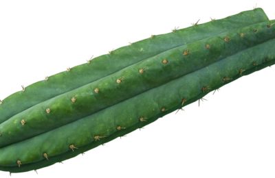 De San Pedro Cactus: Achtergrond En De Effecten