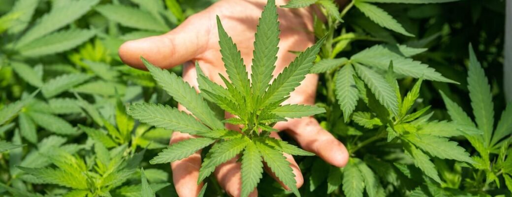 Lockdown Zorgt Voor Toename Cannabisgebruik En Het Thuis Kweken Van Wiet