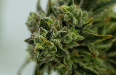 2021-03-22-Booming: Investeren In Cannabisstartups