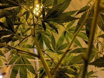 Hennep In De Mix - Wat Je Allemaal Kunt Doen Met Cannabisbladeren