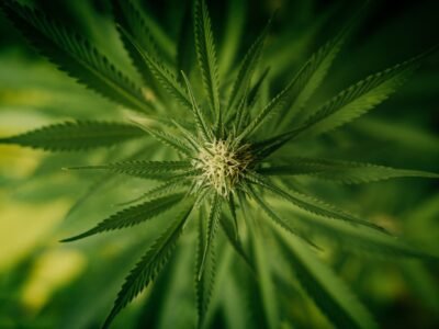 2021-10-12-La società di Snoop Dogg effettua il primo investimento sulla cannabis in Europa
