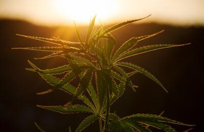 2021-10-20-Zwitserland Legaliseert Recreatief En Medicinaal Cannabisgebruik