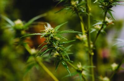 2021-11-11-Duitsland Nadert Legalisering Van Cannabis