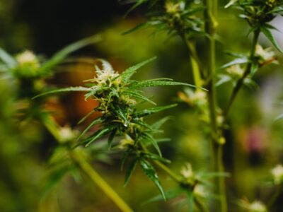 2021-11-11-Duitsland Nadert Legalisering Van Cannabis