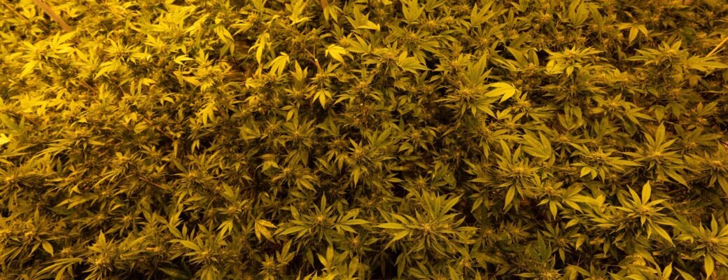 Cannabiswinkels Kunnen Helpen Bij Het Economisch Herstel Na Verliezen Door Pandemie