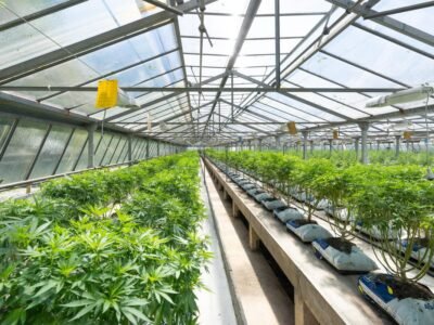 Les 3 plus grands défis de l'industrie du cannabis à l'horizon 2022