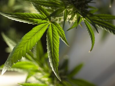 2022-01-03-La nouvelle loi sur le cannabis ouvre le marché à davantage de producteurs en République tchèque
