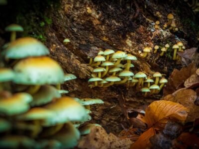'Čarobne gljive' siguran lijek za depresiju, otkrili su istraživači
