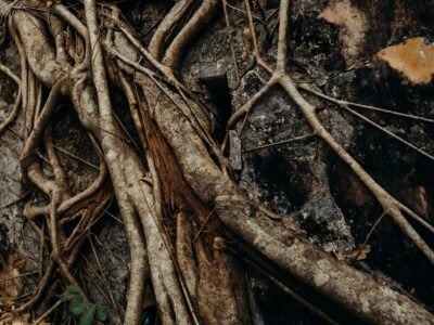 20221-01-16-Come funziona l'ayahuasca e come può arricchire la tua vita?