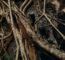 20221-01-16-Come funziona l'ayahuasca e come può arricchire la tua vita?