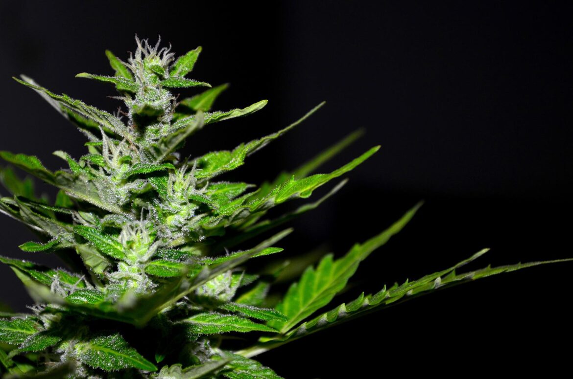 2022-05-14-Thailand gaat een miljoen gratis cannabisplanten weggeven aan huishoudens