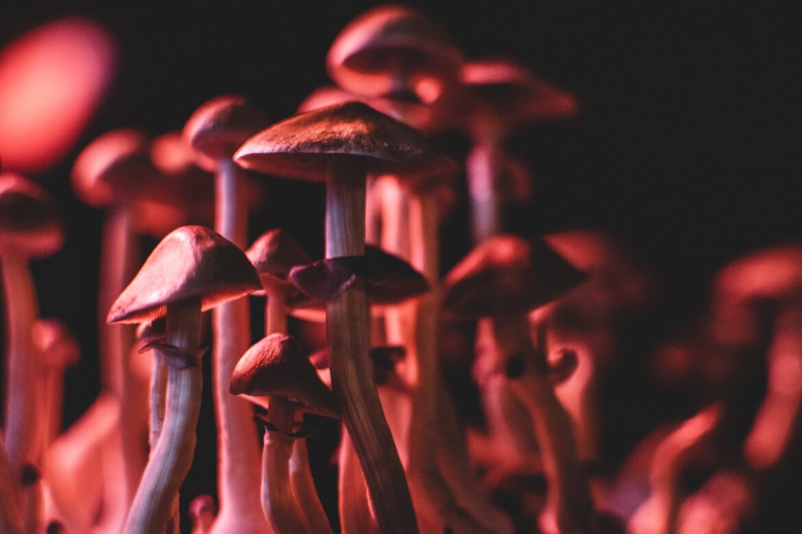 2022-05-24-Europa's eerste proefbedrijf voor psychedelische medicijnen opent in Londen