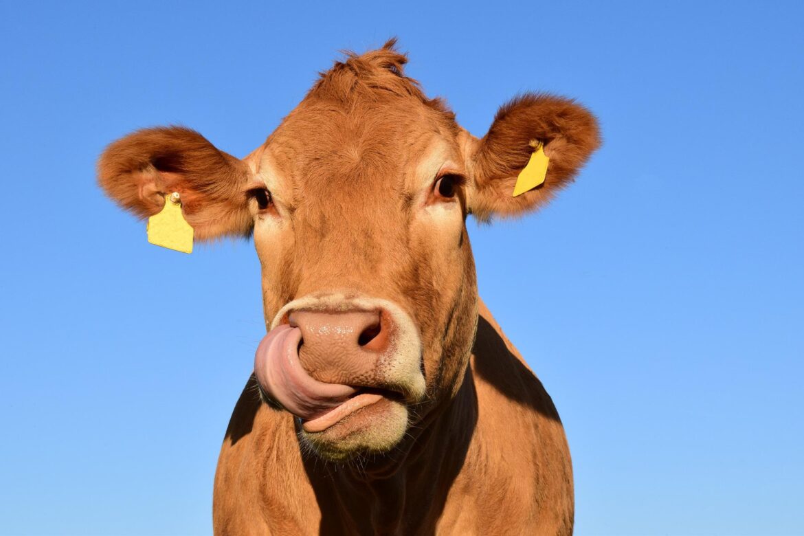 2022-05-30-FDA waarschuwt bedrijven voor de illegale verkoop van CBD-producten voor behandeling landbouwdieren