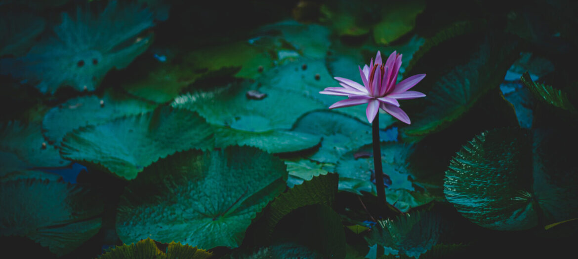 Ewebe ti indian sprit bulu lotus