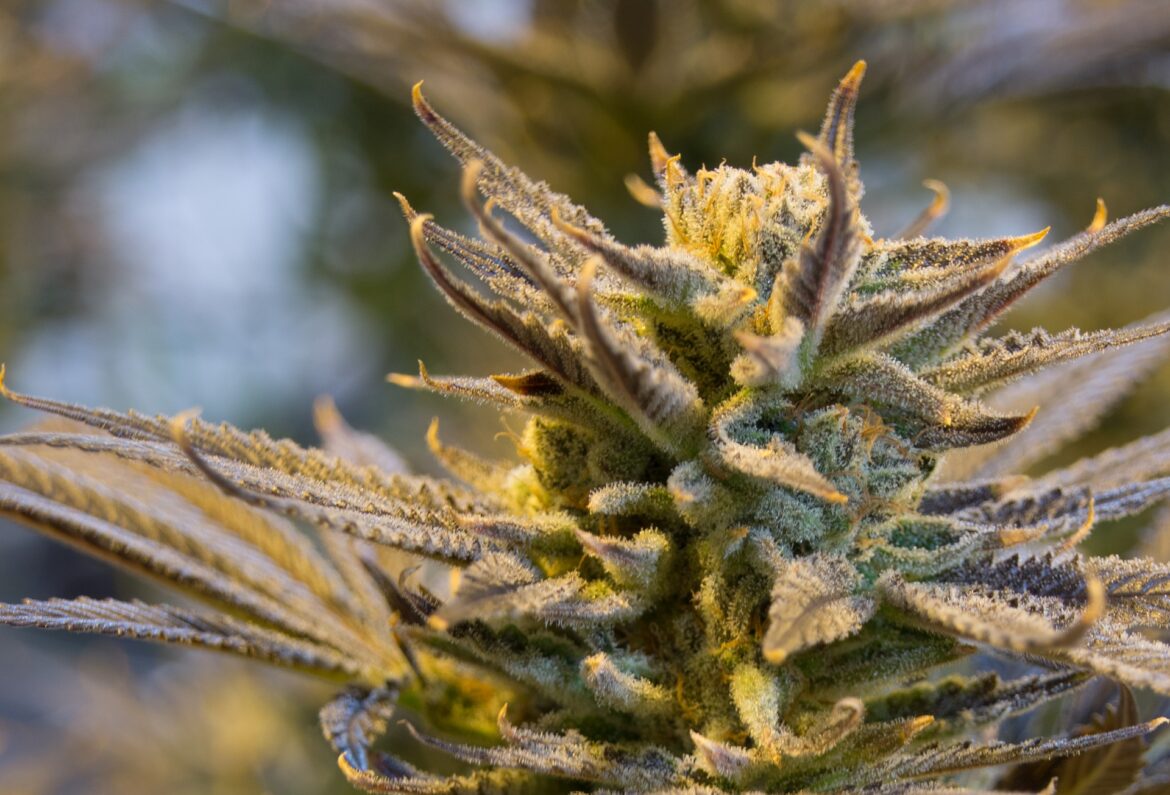 2022-06-11-Thailand legaliseert cannabishandel, maar verbiedt nog steeds recreatief gebruik
