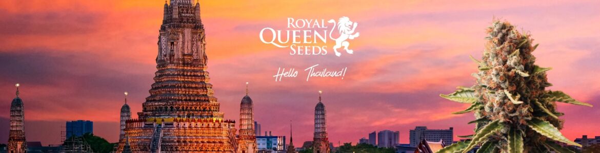 04-08-2022- A Royal Queen Seeds a legjobb kannabiszgenetikát hozza Thaiföldre