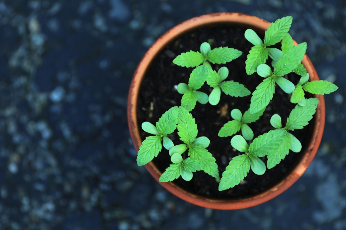 2022-09-23-Thuisteelt van 6 wietplanten toegestaan voor medicinaal gebruik in New York