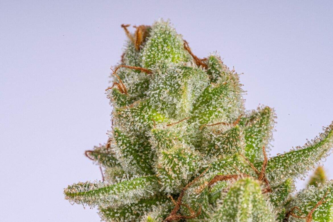 2022-09-24-Canonic lanceert zijn tweede generatie medicinale cannabisproducten met hoge THC- en unieke terpenenprofielen