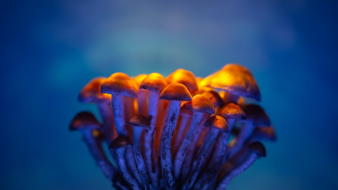De populariteit van microdosering van psychedelica: wat zegt de wetenschap?