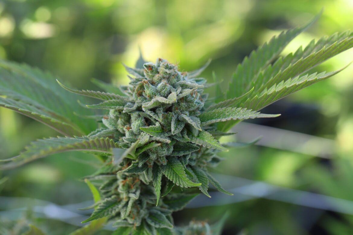 cannabisplant-teelt