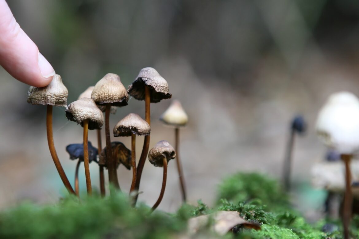 Psychedelica-paddenstoelen-medisch