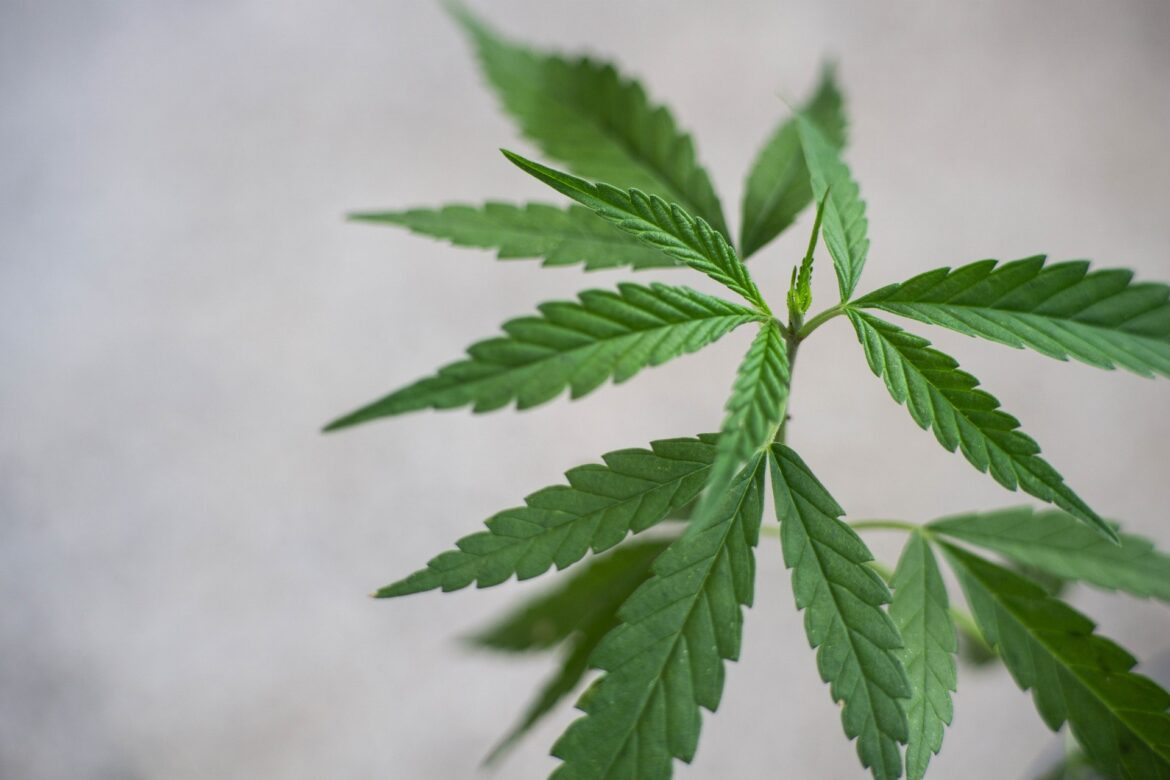 cbd лекарство от конопли