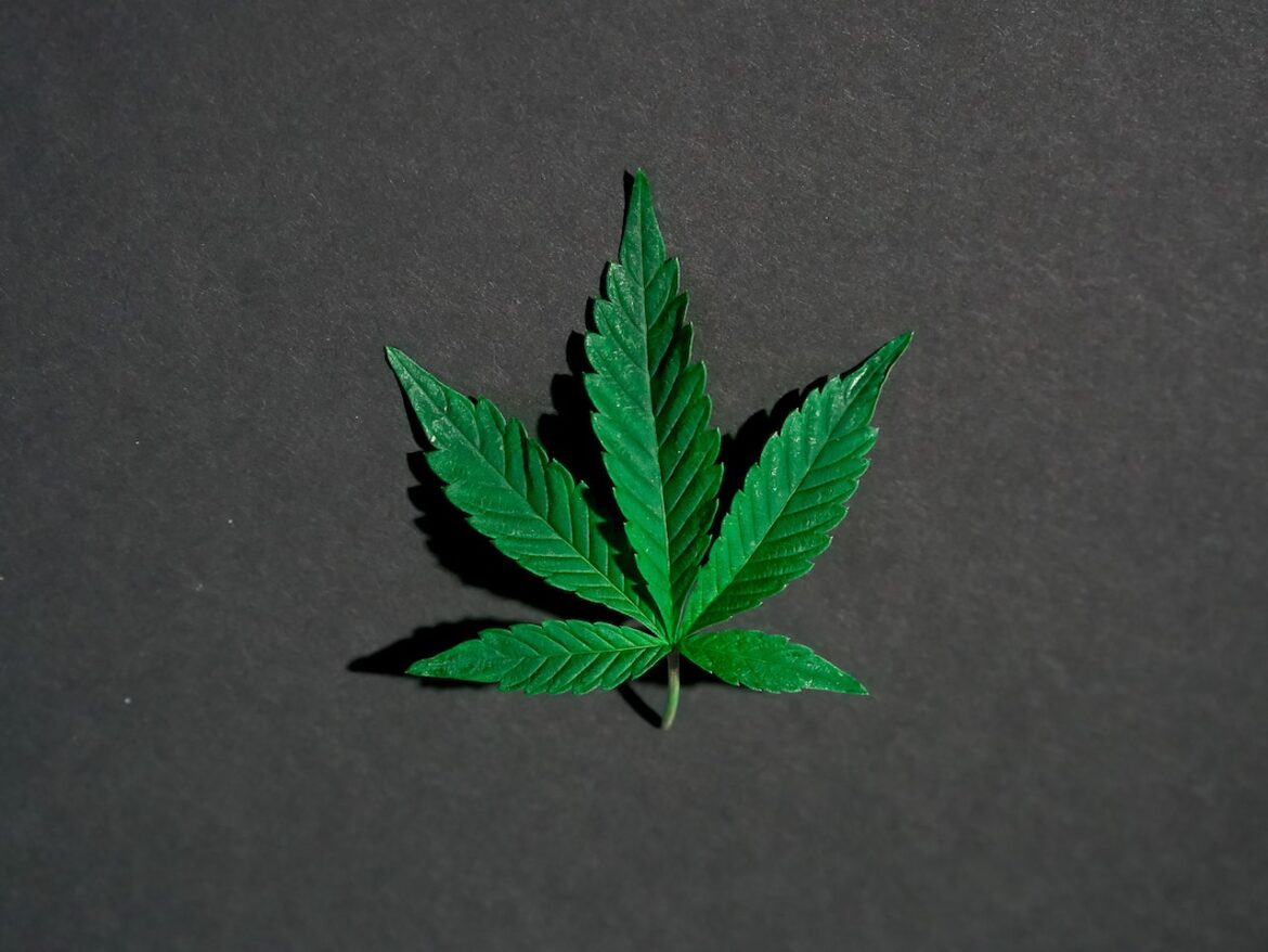 cannabis-blad