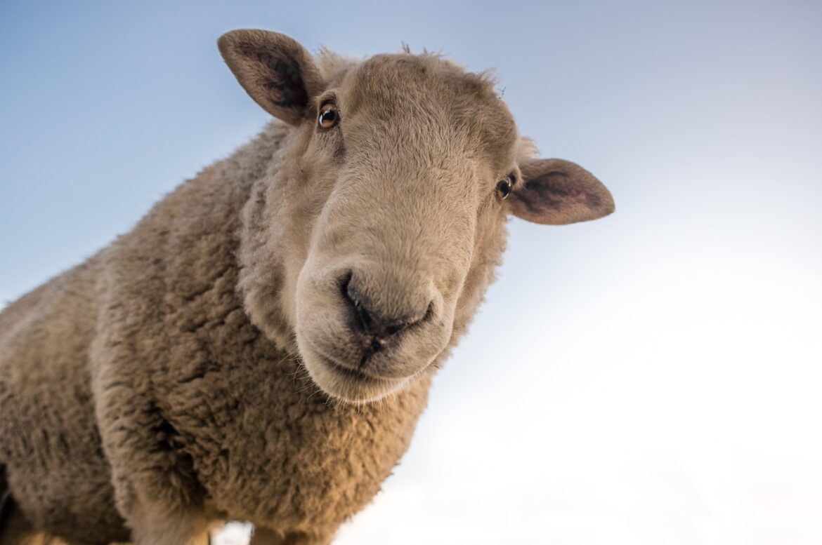 schaap-eet-cannabis