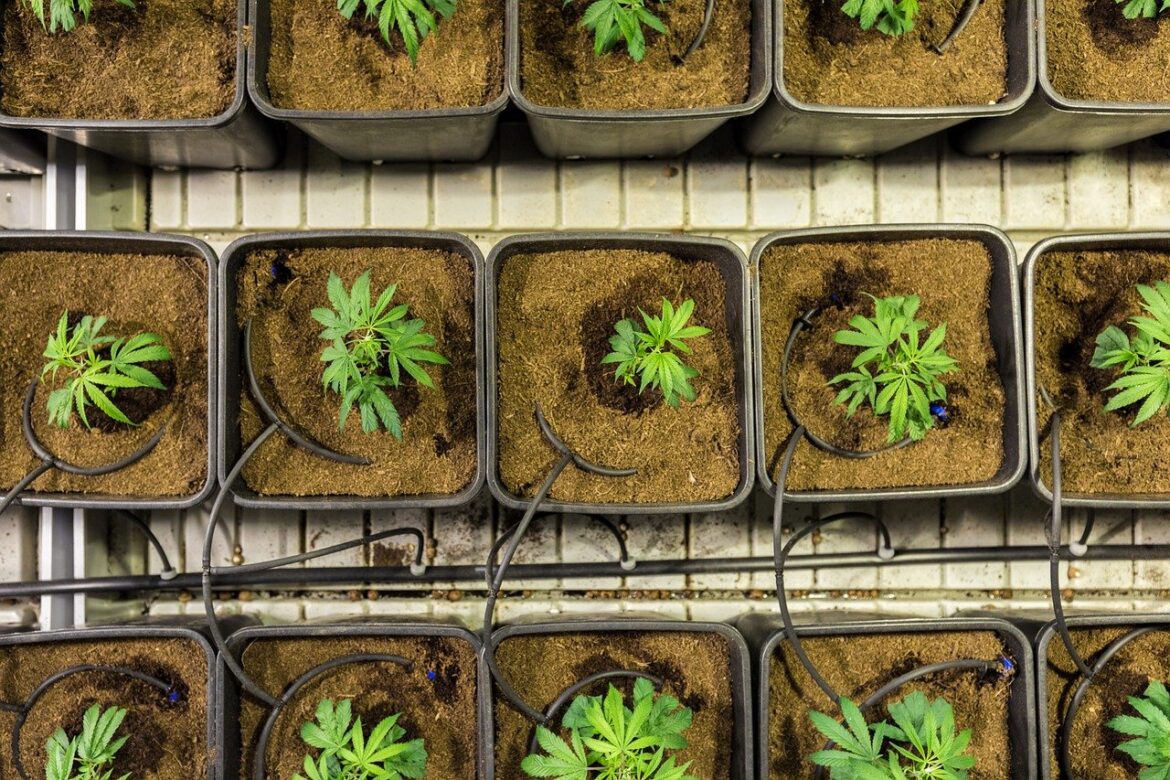 2023-10-14-FSA verlaagt dosislimiet voor cannabidiol (CBD)