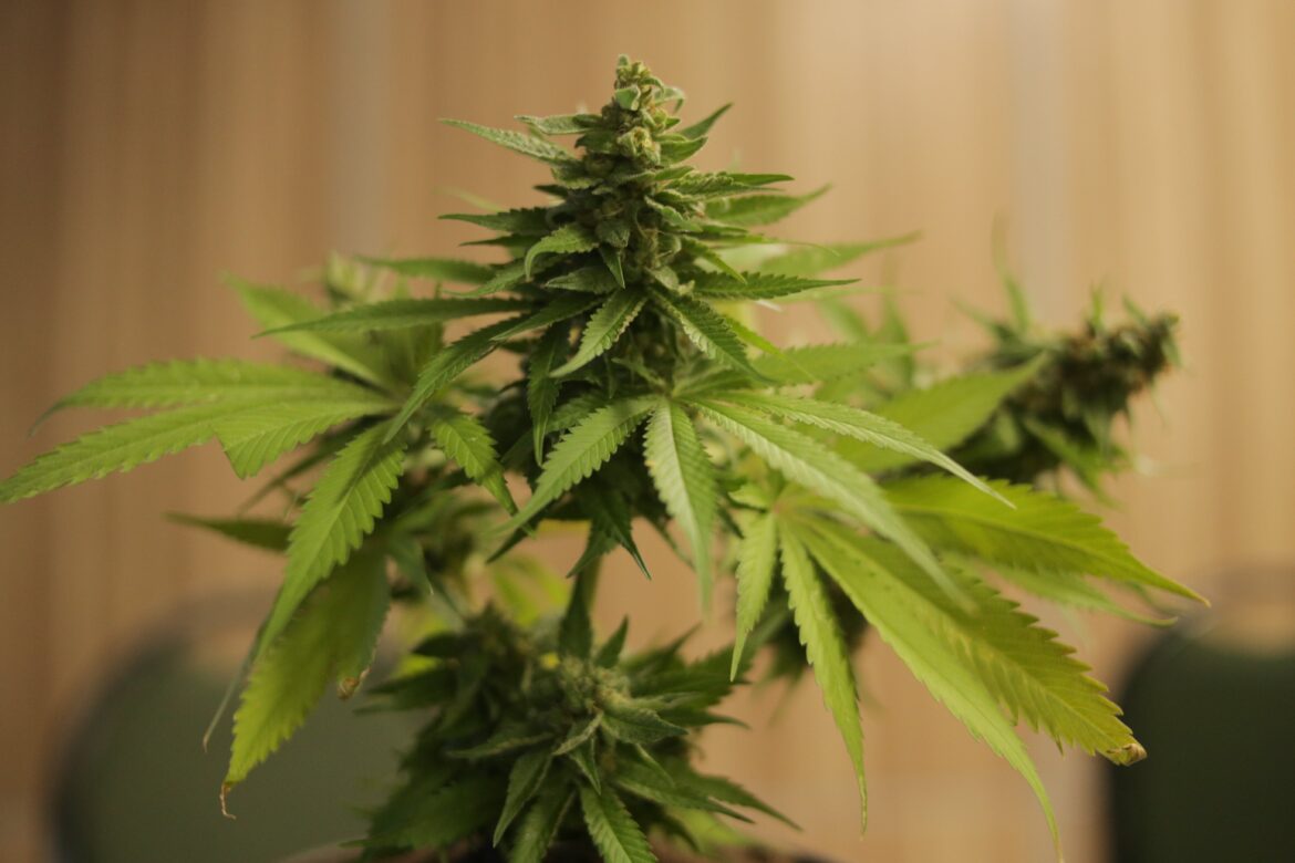 cima di cannabis