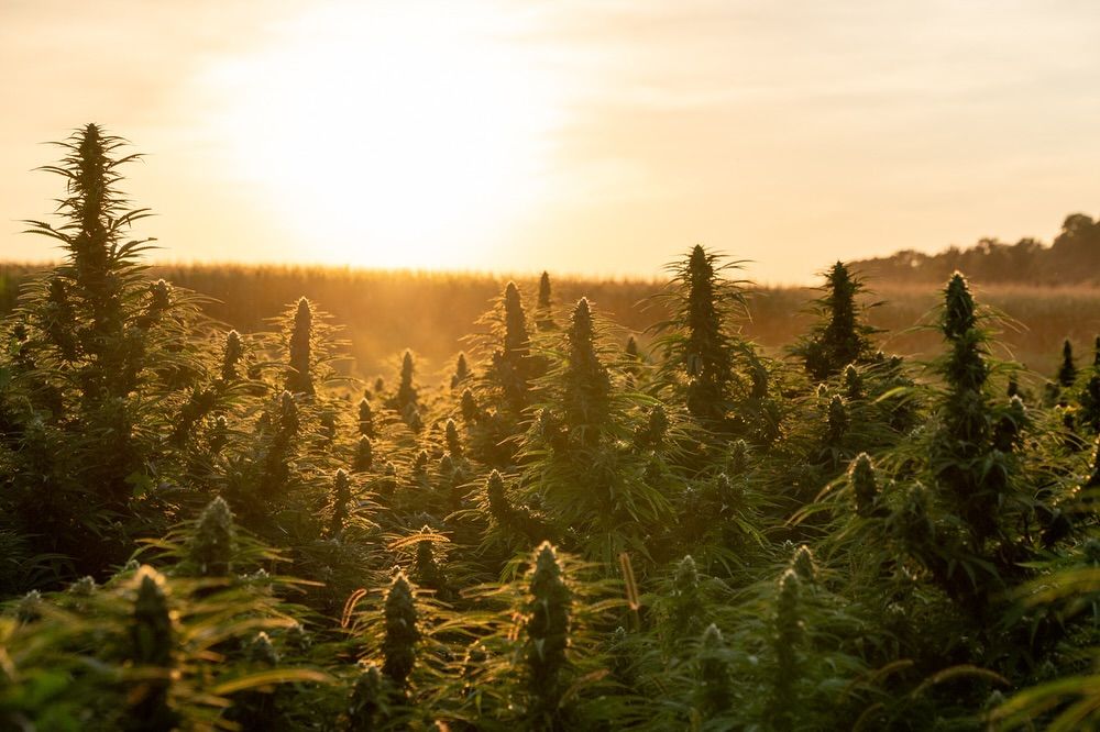 Pengelasan semula ganja di AS (2026): apakah maksudnya untuk ganja ...