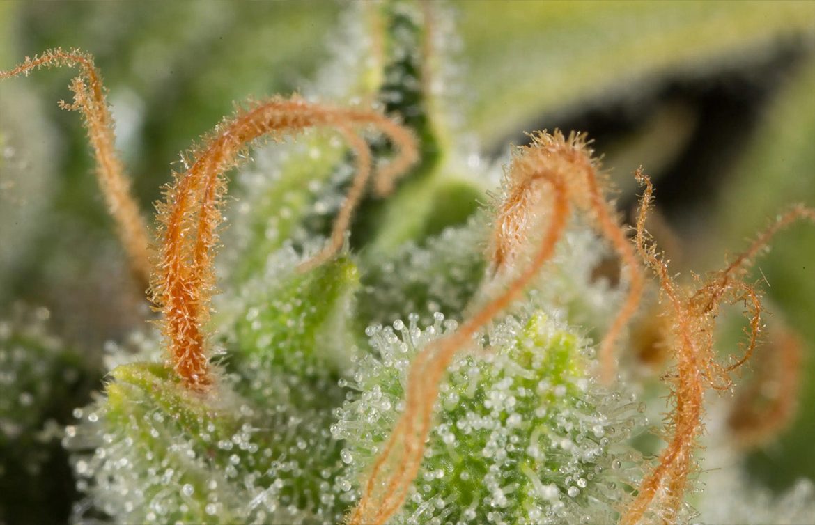 cannabis-news-europe-drugsinc