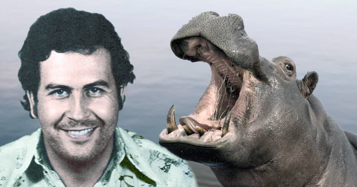 pablo-escobar-hippo-news-drugsinc