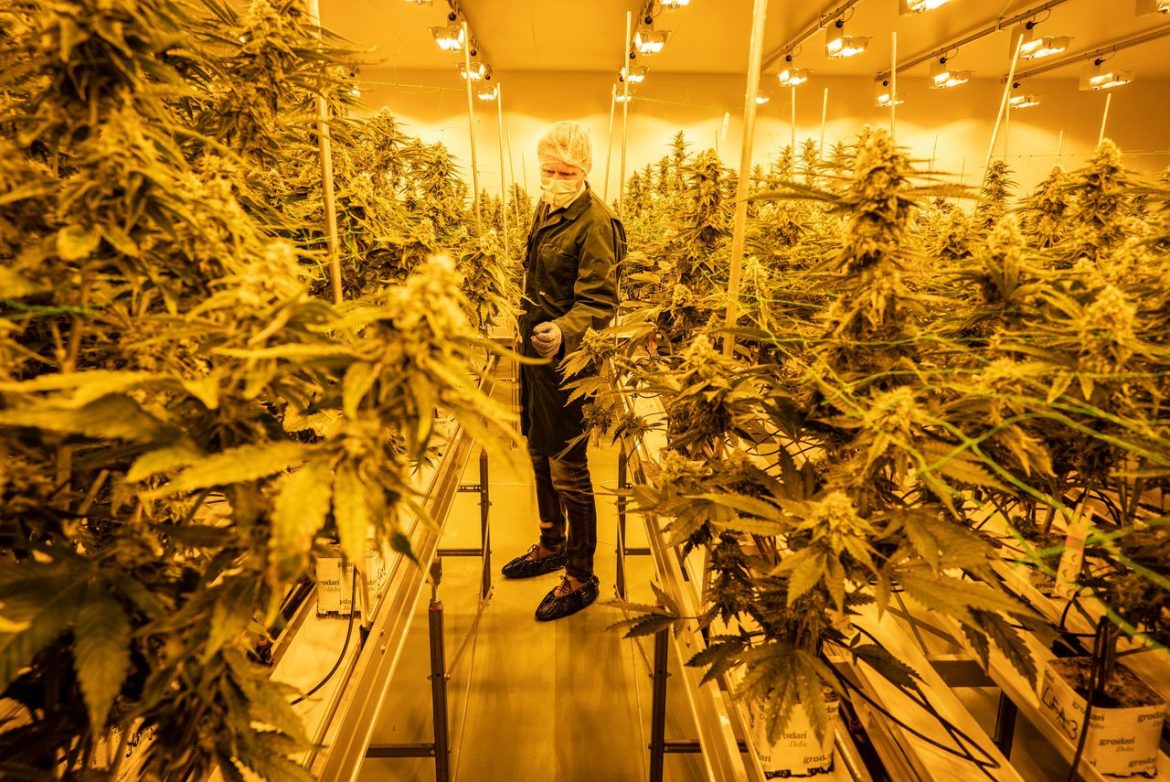 drugsinc-gyomkísérlet-bírságok-holland-kannabisz