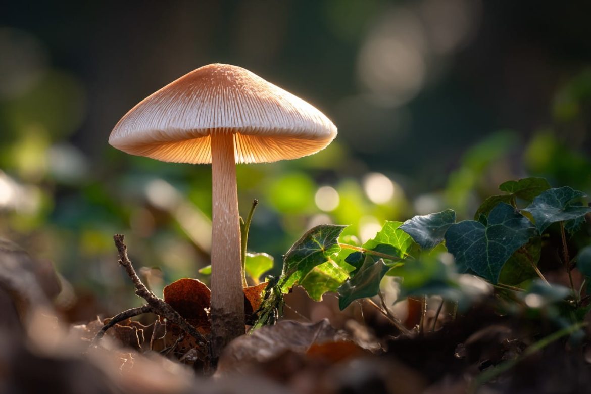psilocybe-news-drugsinc