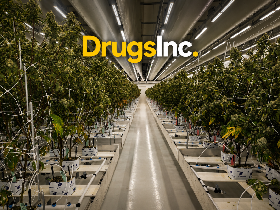drugsinc-netherlands-news-legal-weed