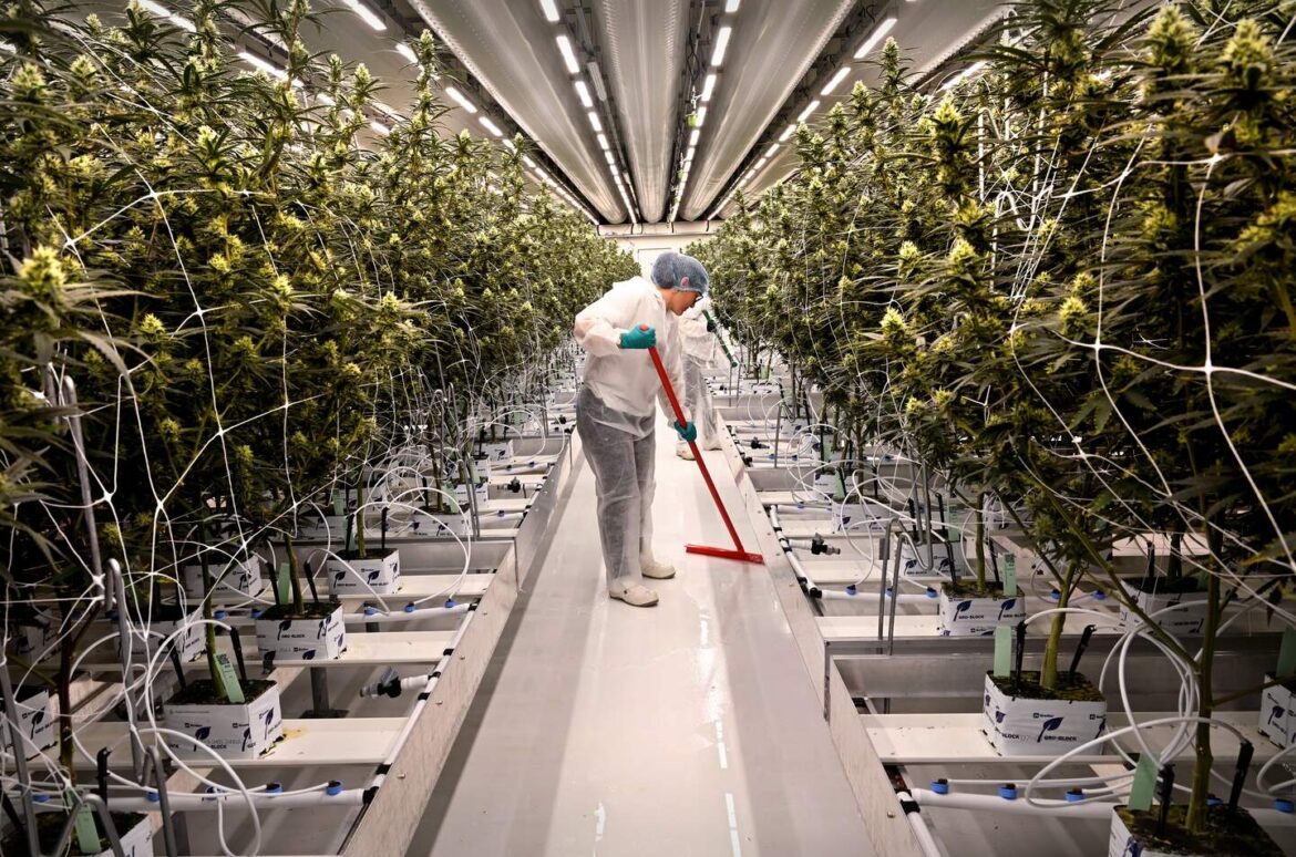drugsinc legale cannabis cali