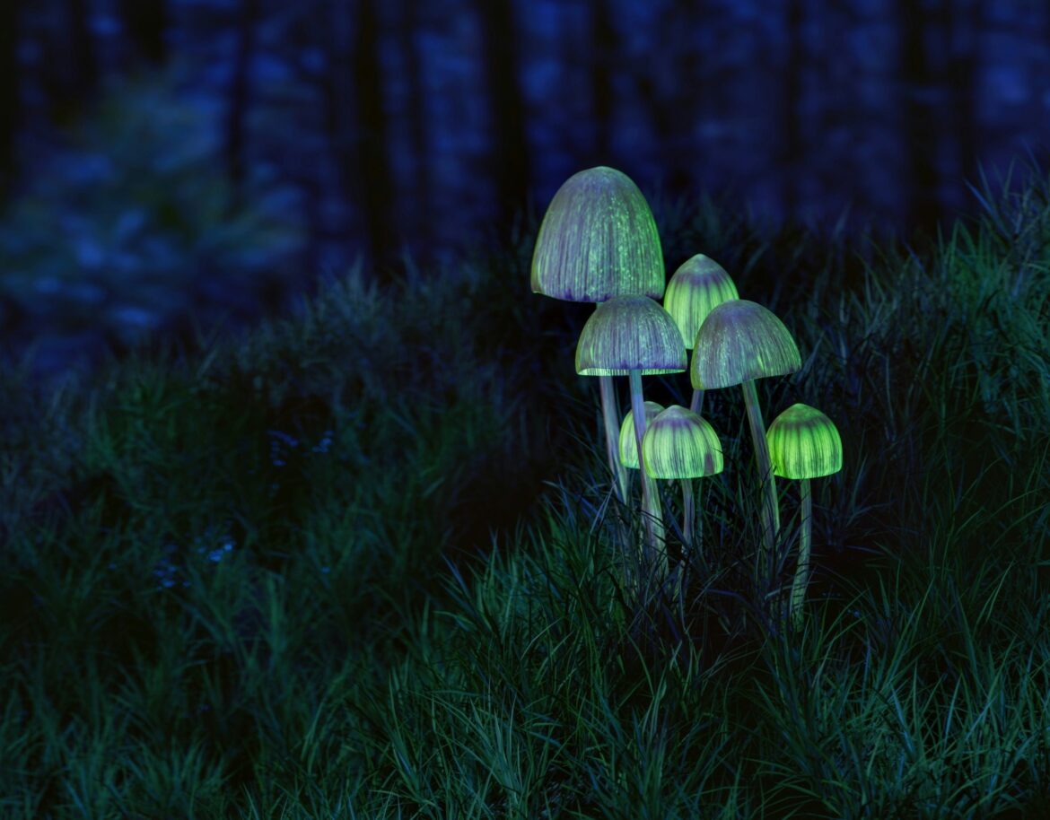 drugsinc natuurlijke psylocibine