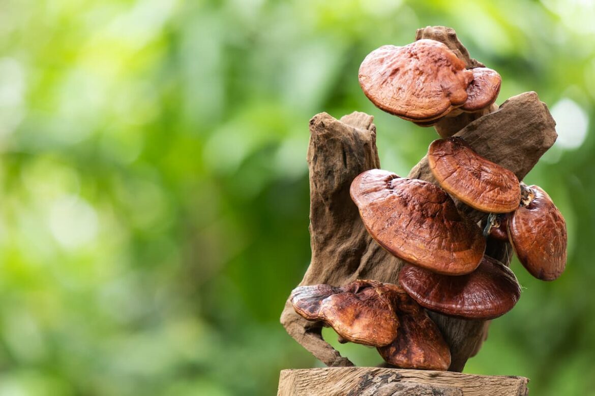 slaapwerking reishi