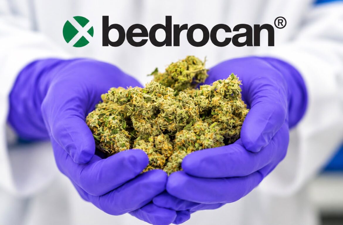 nieuws bedrocan drugsinc