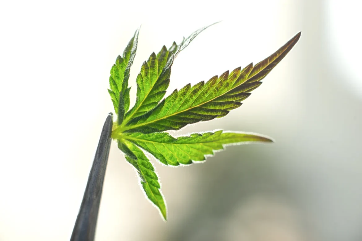 drugsinc thc onderzoek